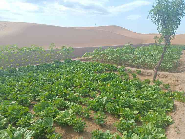 全力打好这场攻坚战——宁夏全面推进荒漠化综合治理调查