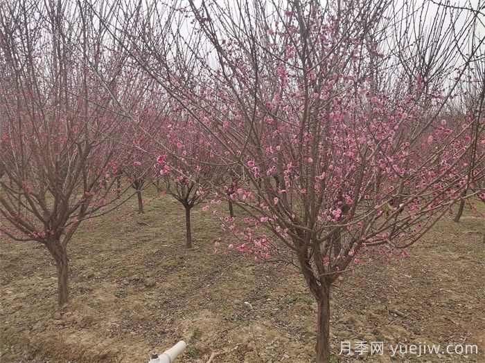 冬季种植绿化苗木养护知识(图1)