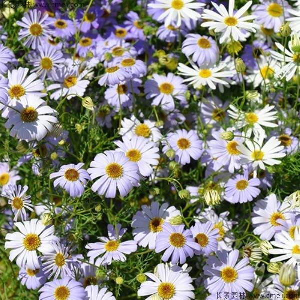 五色菊种子发芽出苗开花图片