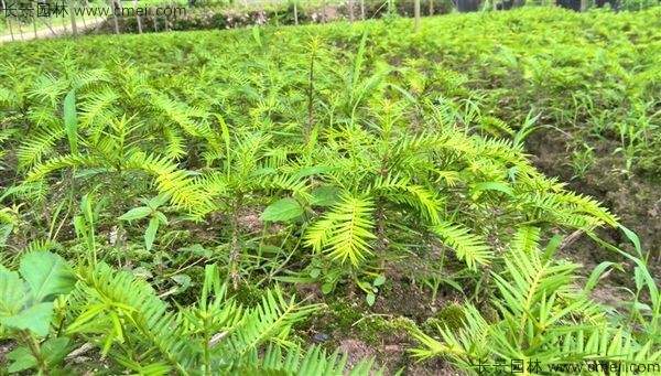 香榧种子发芽出苗图片