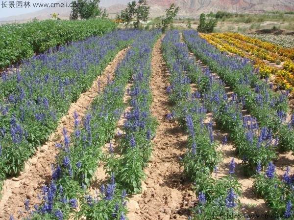 千鸟草种子发芽出苗开花图片
