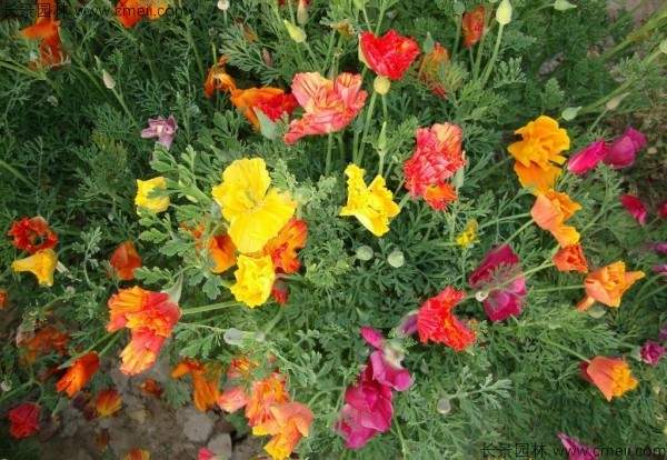 花菱草种子发芽出苗开花图片