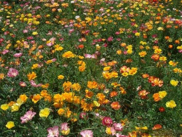 花菱草种子发芽出苗开花图片