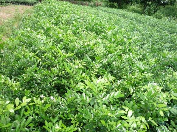千里香种子发芽出苗图片
