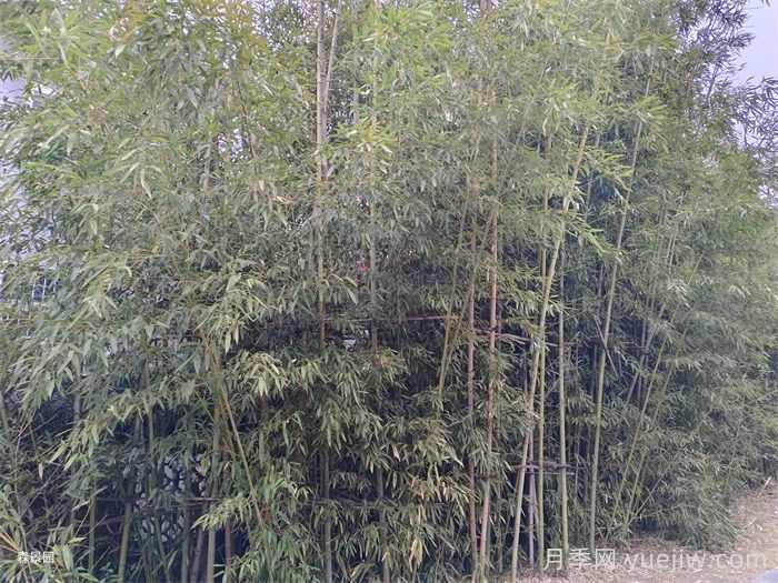 竹子长出来的侧枝能去掉吗？(图1)