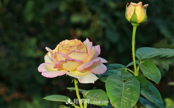 南阳教你盆栽大花月季是如何进行修剪控高的呢？(图1)