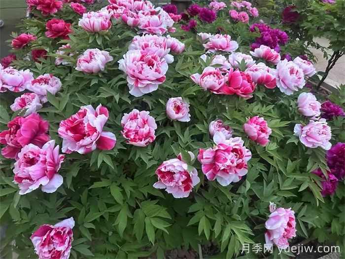 适合秋天养的6种花，好养又漂亮(图1)