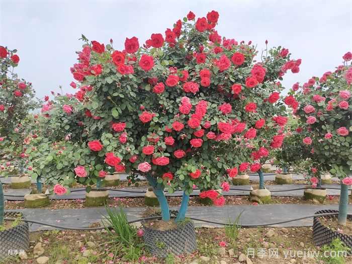 草绳绕树干对移栽月季树和苗木有那些好处？(图1)