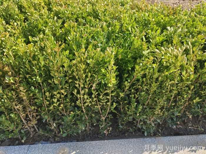 大叶黄杨和小叶黄杨该如何区别？(图2)