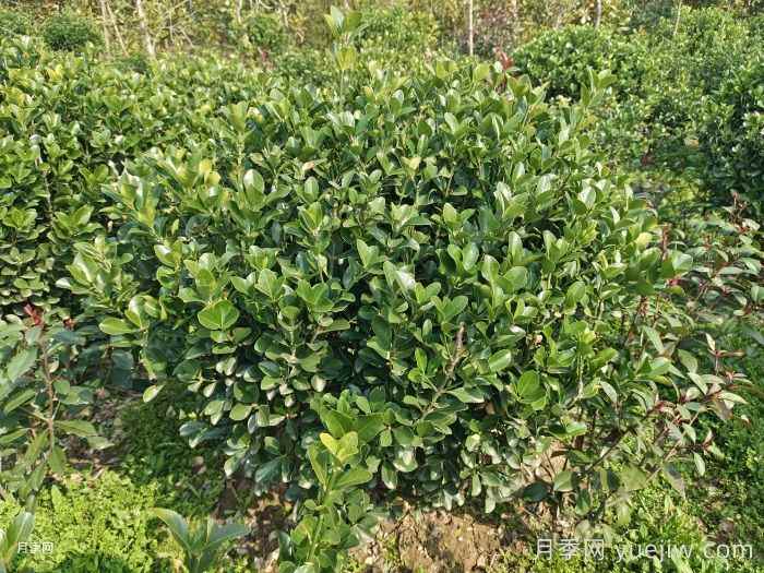 大叶黄杨和小叶黄杨该如何区别？(图1)