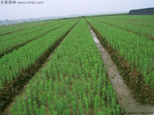 美国松种子发芽出苗图片