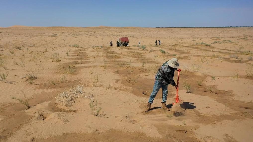 民勤治沙新模式：青少年助力荒漠变绿洲