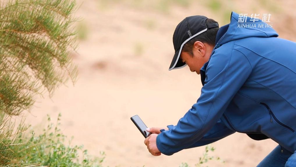 民勤治沙新模式：青少年助力荒漠变绿洲