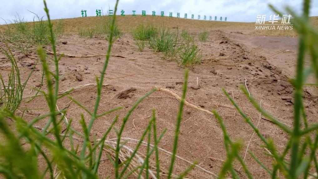 民勤治沙新模式：青少年助力荒漠变绿洲