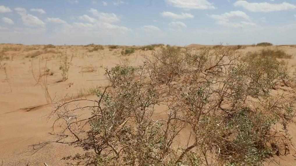 民勤治沙新模式：青少年助力荒漠变绿洲