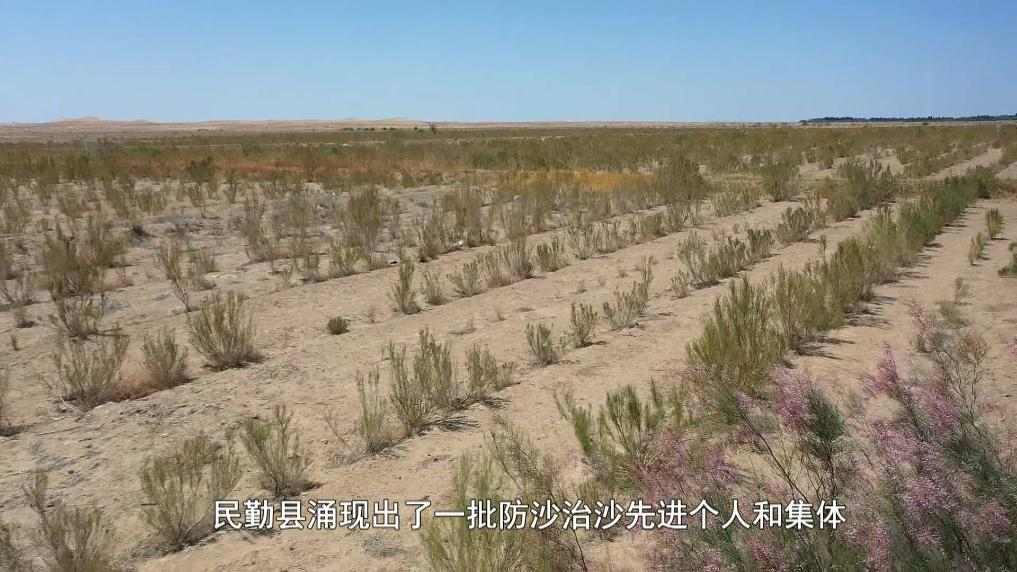 民勤治沙新模式：青少年助力荒漠变绿洲