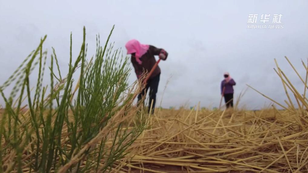 民勤治沙新模式：青少年助力荒漠变绿洲