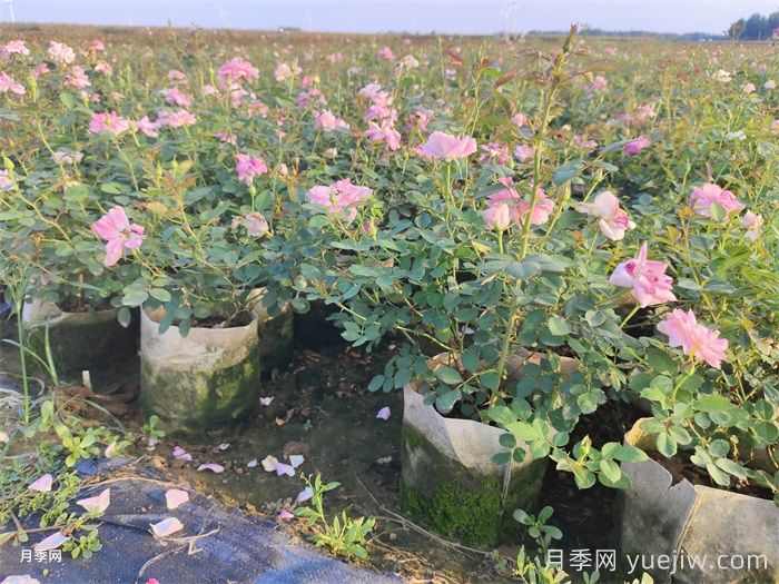 常见的盆栽植物耐寒临界点总结(图1)