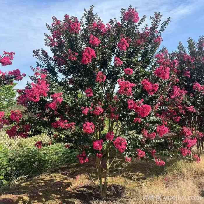 紫薇养护全攻略，开花多又美(图1)