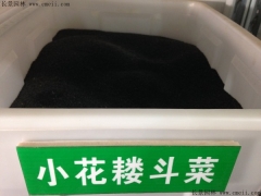小花耧斗菜种子