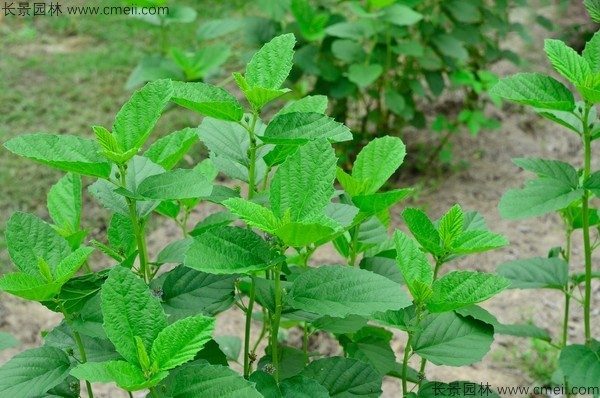 补骨脂种子发芽出苗开花图片