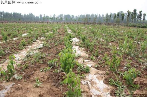 四照花种子发芽出苗图片