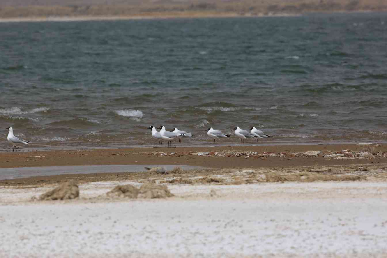 宁夏废水坑变身生物保护区格局初现