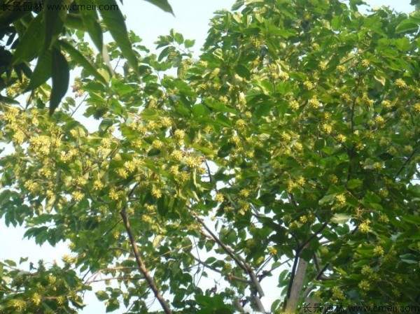 喜树种子发芽出苗图片