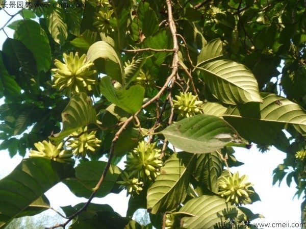 喜树种子发芽出苗图片