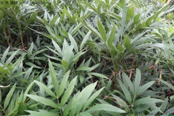 十大功劳种子发芽出苗图片