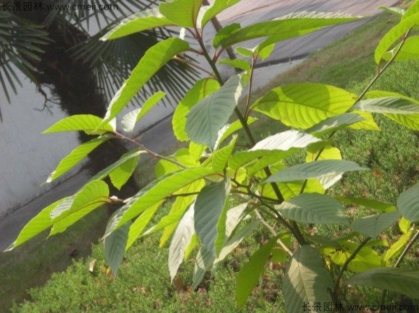 喜树种子发芽出苗图片