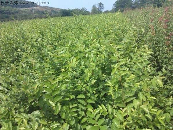 红榉种子发芽出苗图片