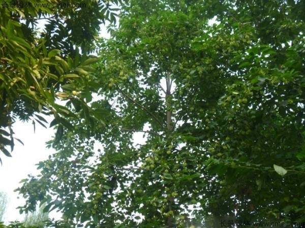 喜树种子发芽出苗图片