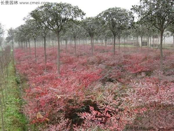 红天竹种子发芽出苗图片