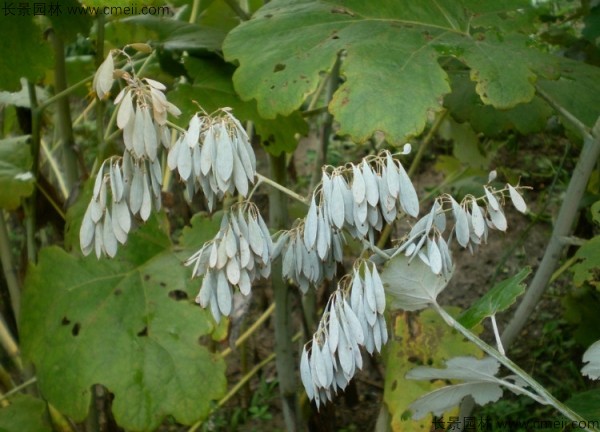 博落回种子图片