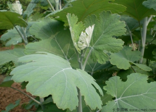 博落回种子图片