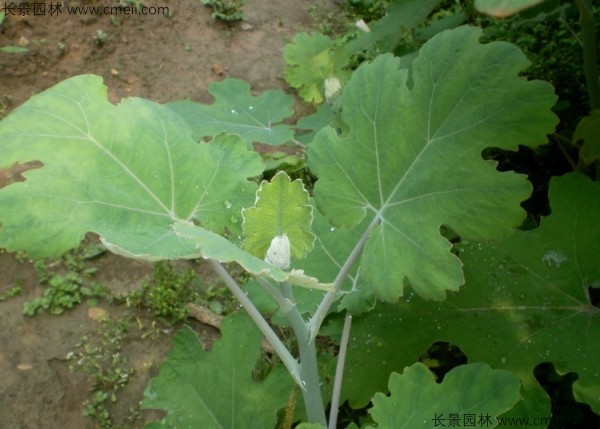 博落回种子图片