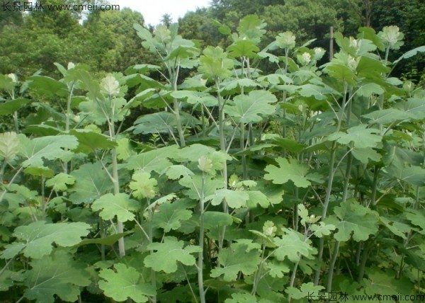 博落回种子图片