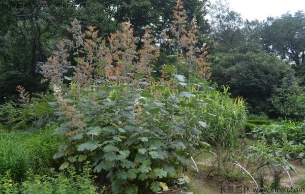 博落回种子图片