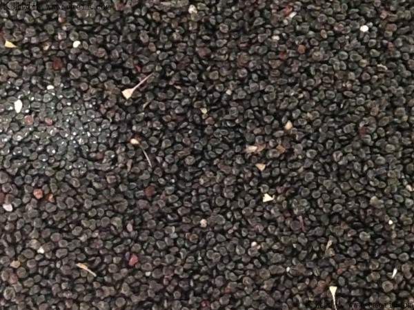 博落回种子图片