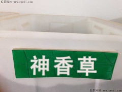 神香草种子