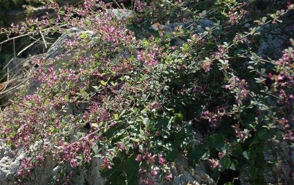 胡枝子种子发芽出苗开花图片