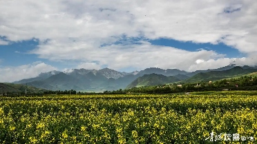 青海国土绿化拓展生态版图 村村通绿色长廊初现