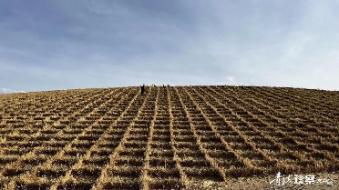青海国土绿化拓展生态版图 村村通绿色长廊初现