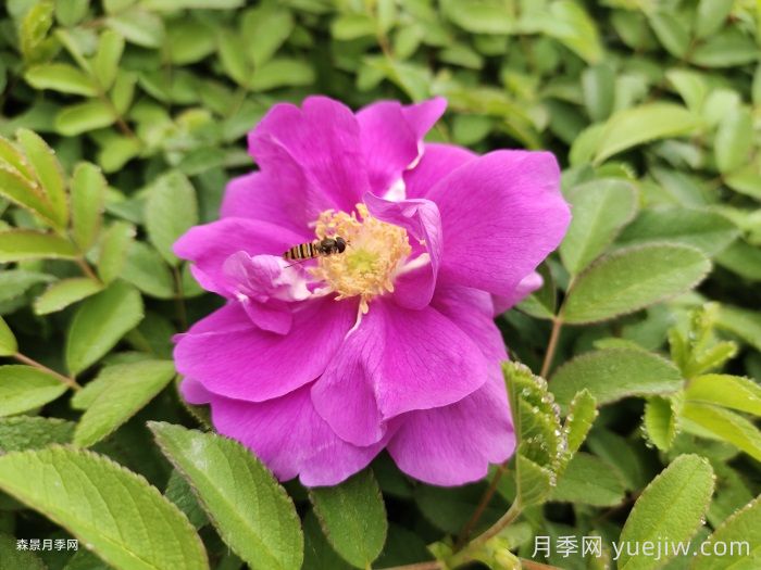 通过以下4点来区分月季和玫瑰(图2)