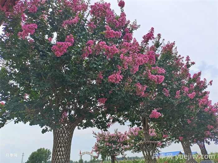 庭院常用的12个植物合集(图2)