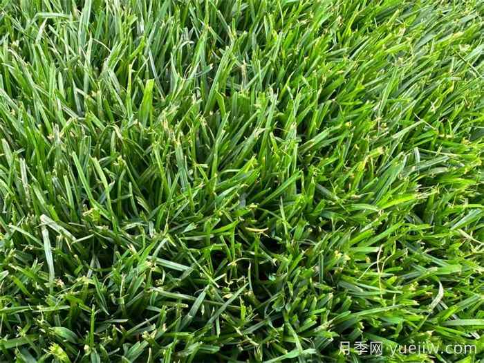 花灌绿篱和草坪秋季施肥措施(图2)