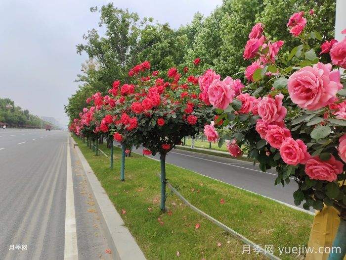 势如破竹的彩色树种(图1)