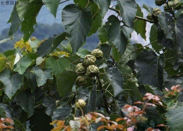 油桐树果实图片