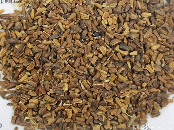 茼蒿菊种子图片